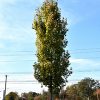 Armstrong Gold Maple #7 - Image 3